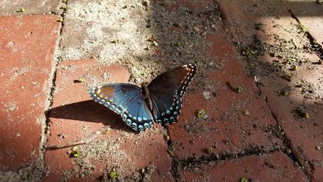 butterfly-close-up-butterflies-964745.jpg
