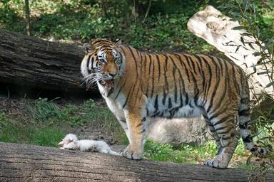 tiger-amurtiger-predator-cat-1703307.jpg