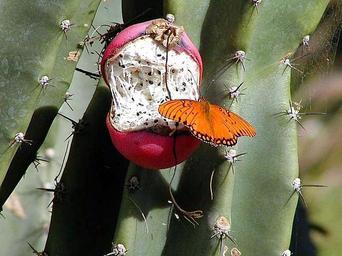Butterfly butterflies cactus.jpg
