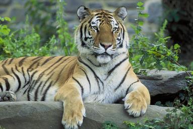 siberian-tiger-resting-wild-animal-601951.jpg