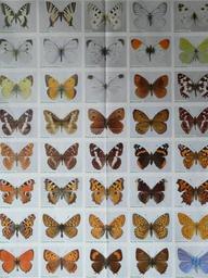 butterfly-species-butterflies-poster-56058.jpg