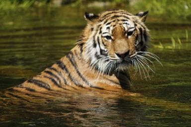 siberian-tiger-water-swim-cat-350927.jpg