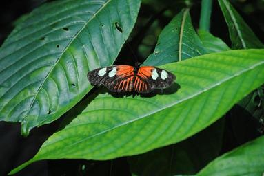 butterfly-butterfly-sanctuary-1178416.jpg