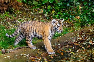 Siberian Tiger Cub (30157332434).jpg