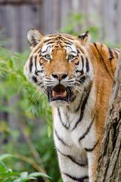 siberian-tiger-feline-big-cat-981186.jpg