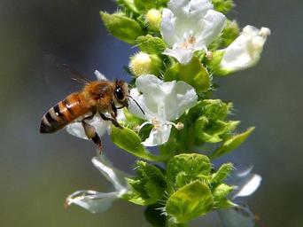 Bee pollinating the basil on my balcony.jpg