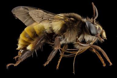 bee_big_3_color,_m,_india,_side_2014-08-10-07.04.23_ZS_PMax.jpg