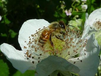 bee-honey-bee-wings-bees-insect-269319.jpg
