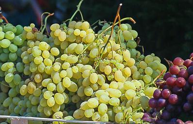 grapes-group-bunches-of-grapes-502665.jpg