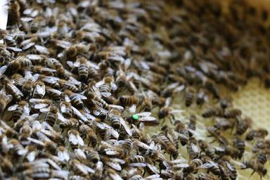 bees-combs-insect-queen-bee-honey-1631221.jpg