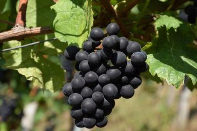 grape-red-red-grapes-grapevine-1688600.jpg
