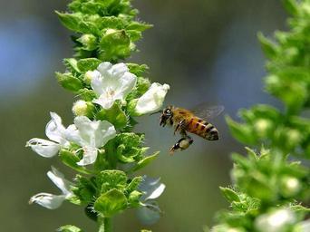 Bees fying flight wings.jpg