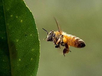 Bee buzzing around the myer lemon.jpg
