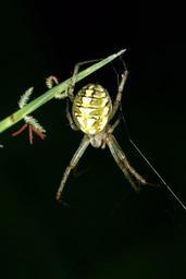 spider-spider-web-insects-night-968259.jpg