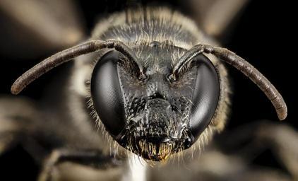 bee_small_red_tip,_f,_chile,_face_2014-08-08-17.31.24_ZS_PMax.jpg