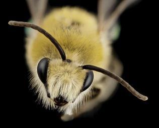 bee_cute_furry_face,_m,_argentina,_angle_2014-08-07-18.11.05_ZS_PMax.jpg