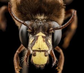 bee_big_3_color,_m,_india,_face_2014-08-10-06.57.35_ZS_PMax.jpg