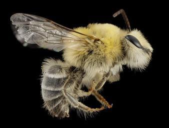 bee_cute_furry_face,_m,_argentina,_side_2014-08-07-18.46.27_ZS_PMax.jpg