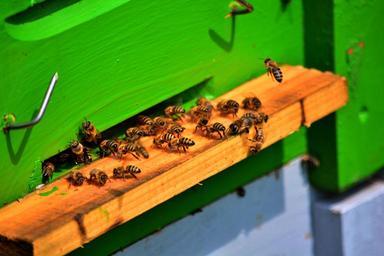 bee-bees-honey-bee-keeper-141230.jpg