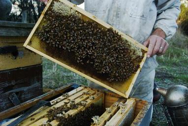 Bees in the hive.jpg