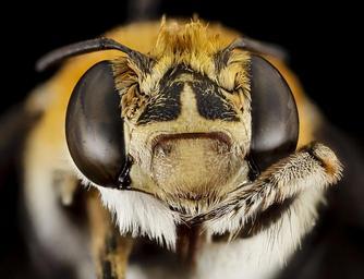 bee,_m,_face,_south_africa,_wcp_2014-08-07-08.21.01_ZS_PMax.jpg