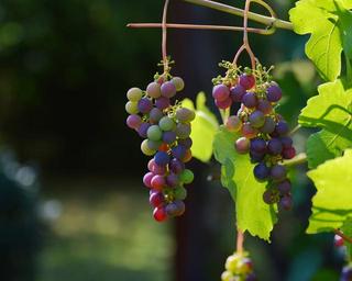 grapes-vine-red-grapes-wine-1659118.jpg