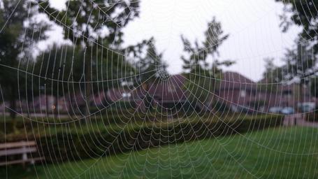 spider-s-web-cobweb-spider-insect-195718.jpg
