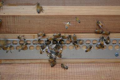 bees-honey-bees-mohawk-bees-272152.jpg