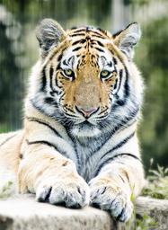 tiger-siberian-tiger-cat-zoo-1367197.jpg