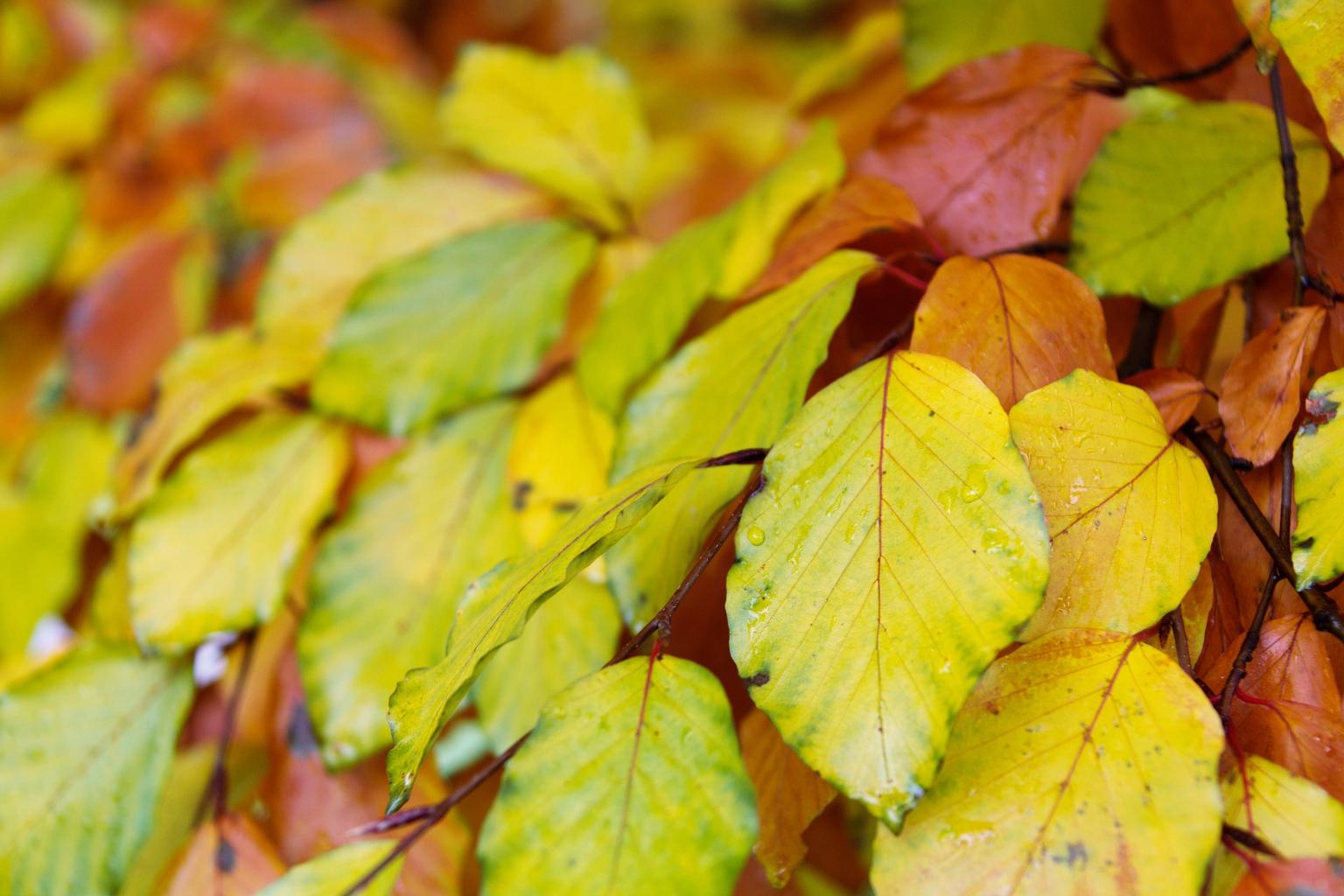 Free Images - autumn beech leaves branch