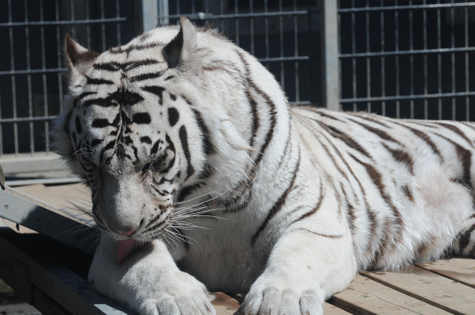Free Images - royal white bengal tiger 12
