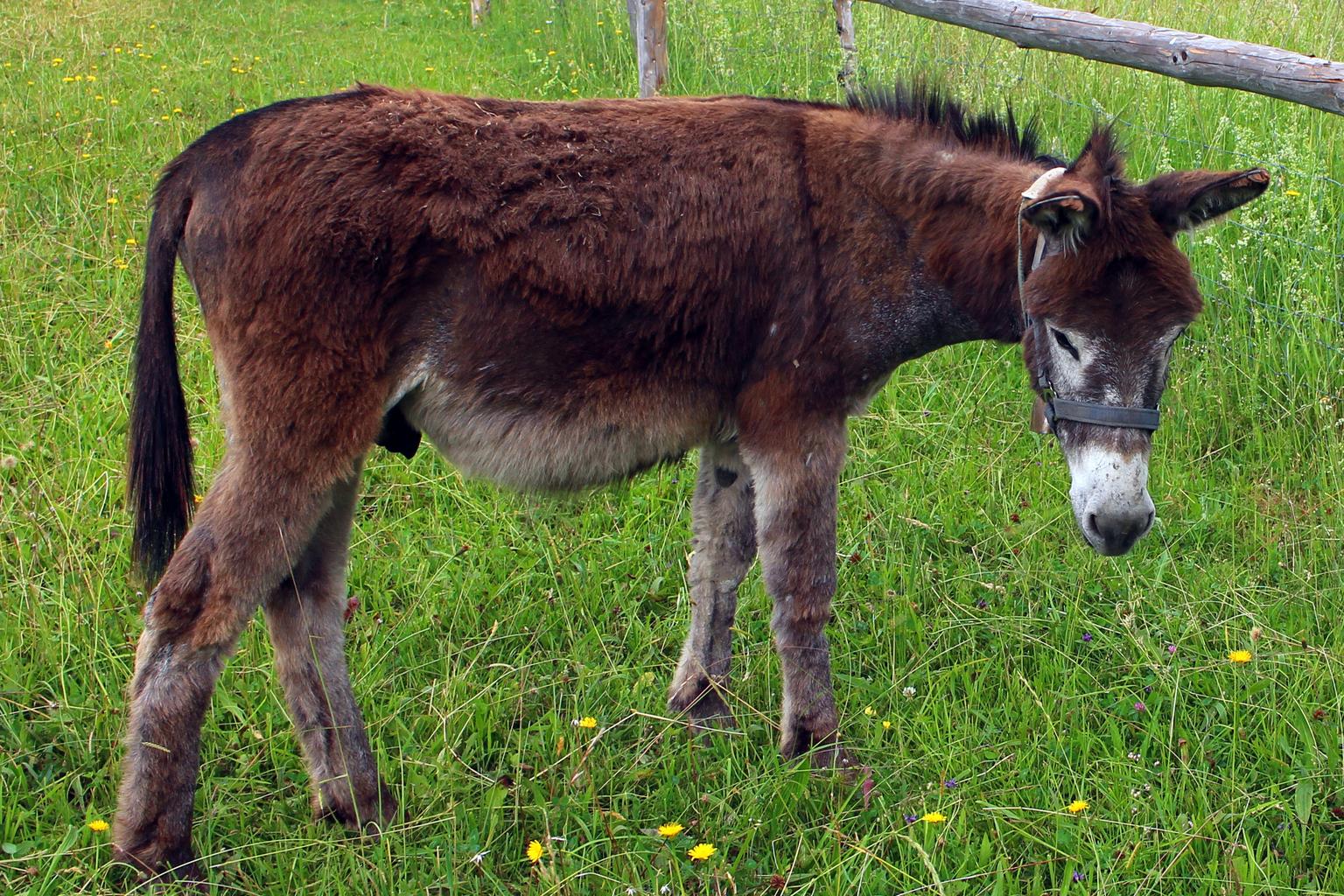 Free Images - donkey animal beast burden 1