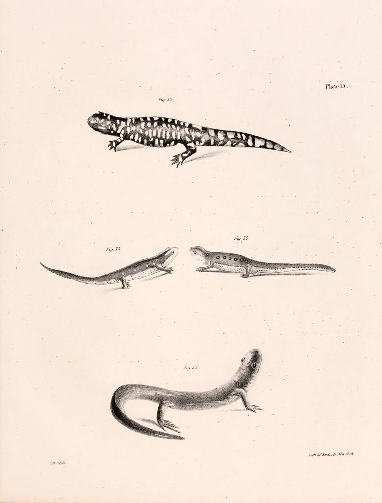 Биологический рисунок Саламандры пятнистой