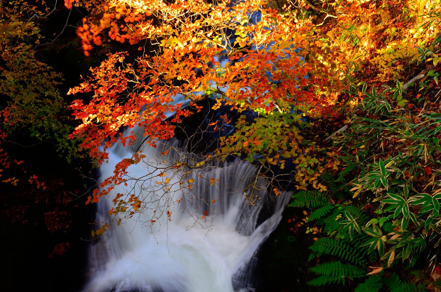 Nikko autumn