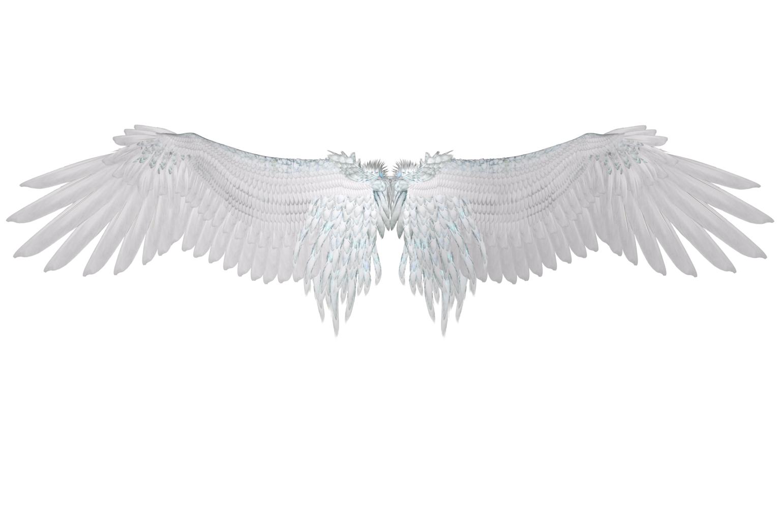 Крылья ангела на белом фоне