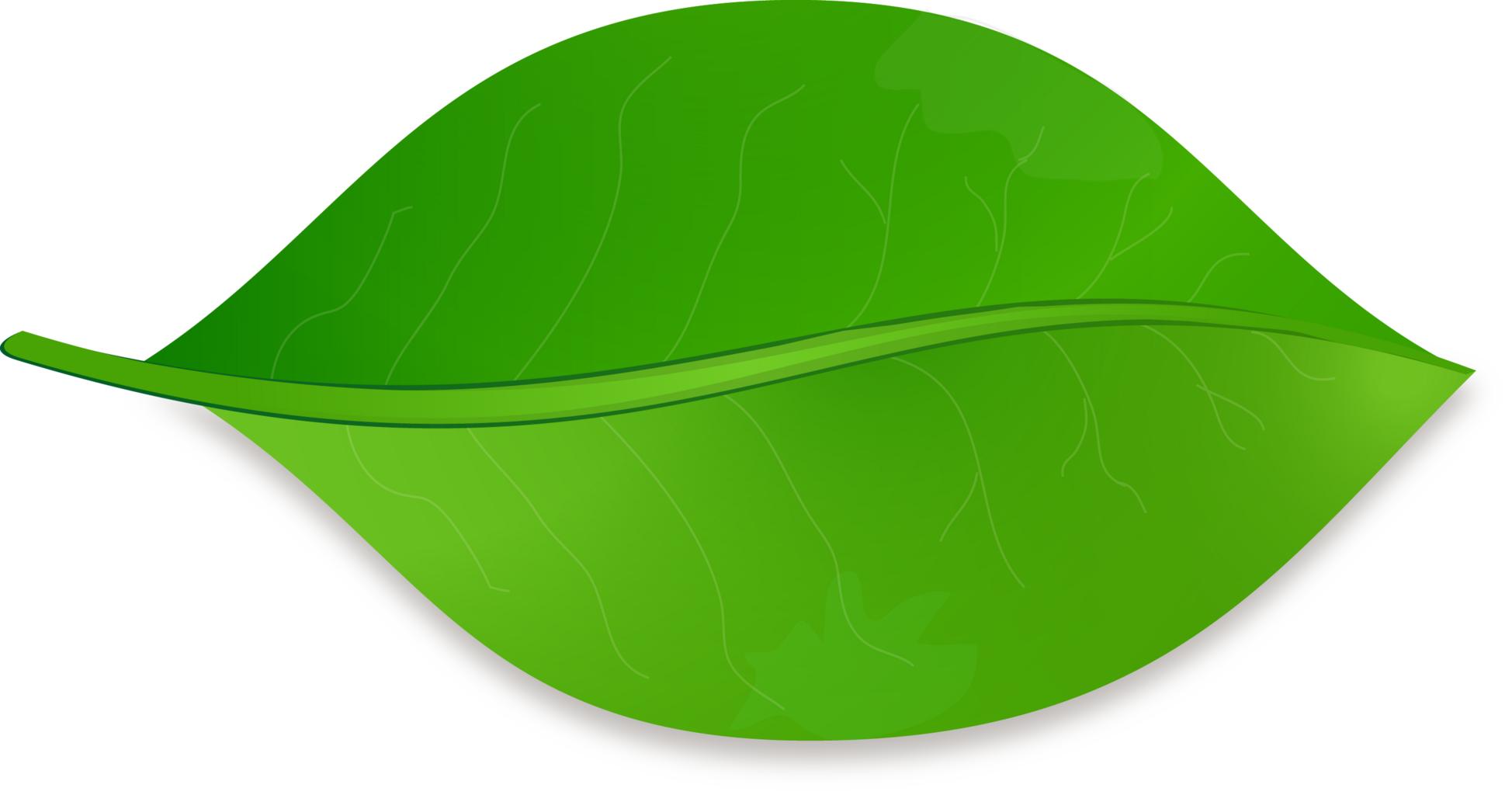 картинки зеленых листьев
