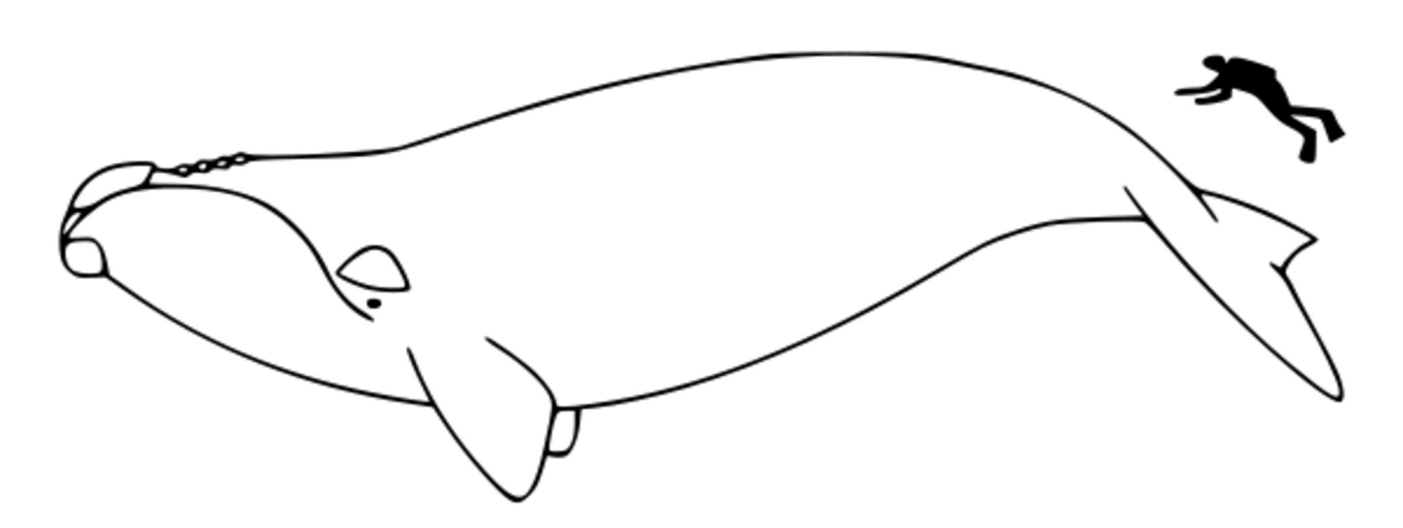 Японский гладкий кит раскраска