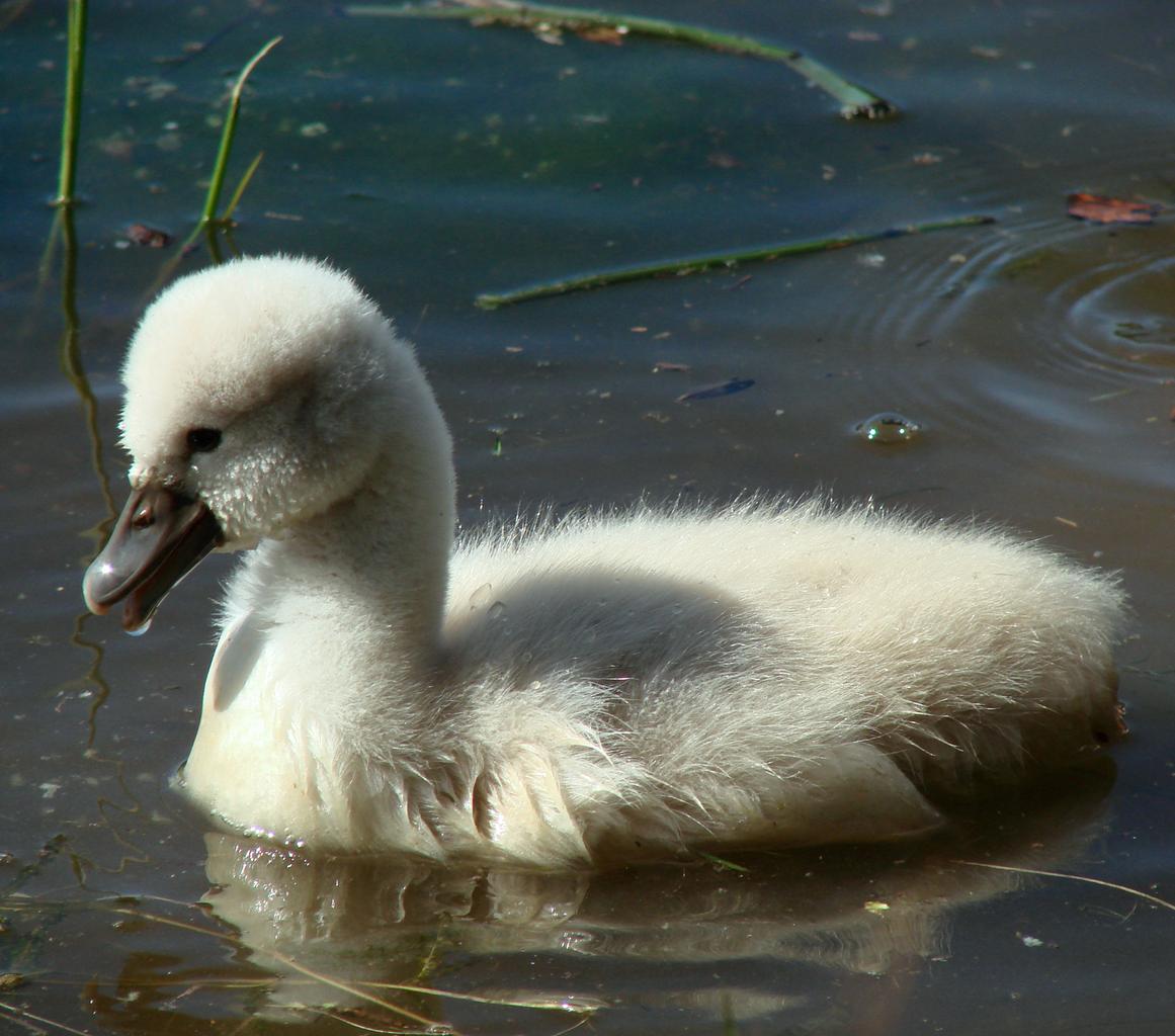 Free Images Cygnet Baby Swan Bird