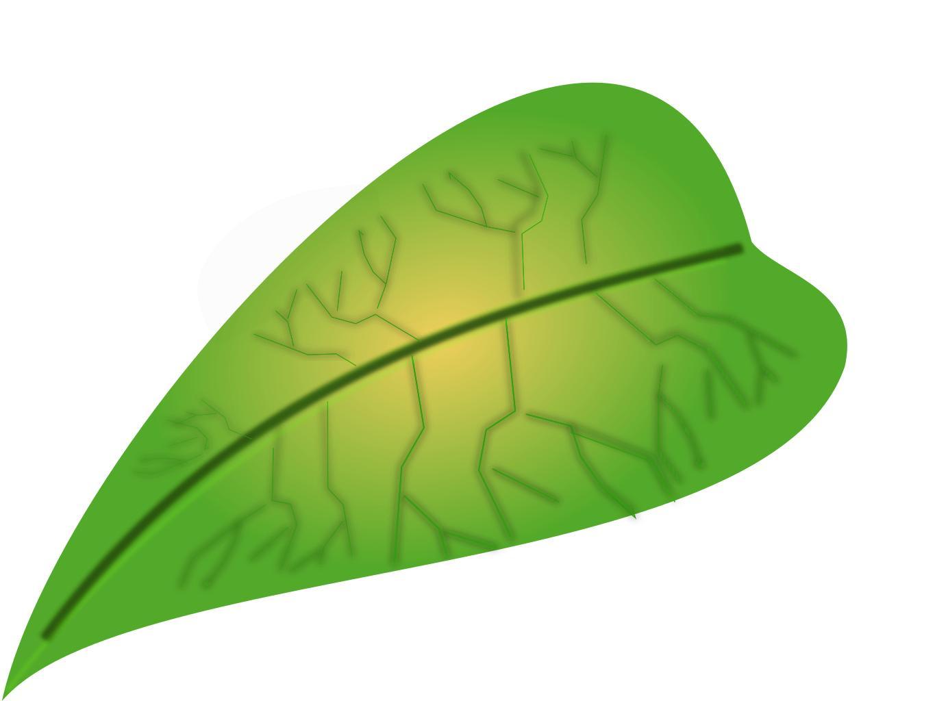 Листик зеленый нарисованный
