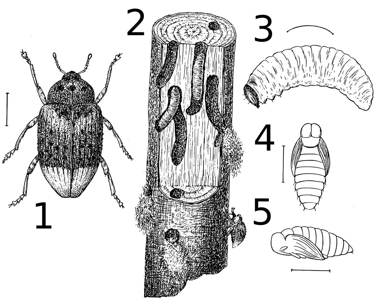 Личинки жука долгоносика