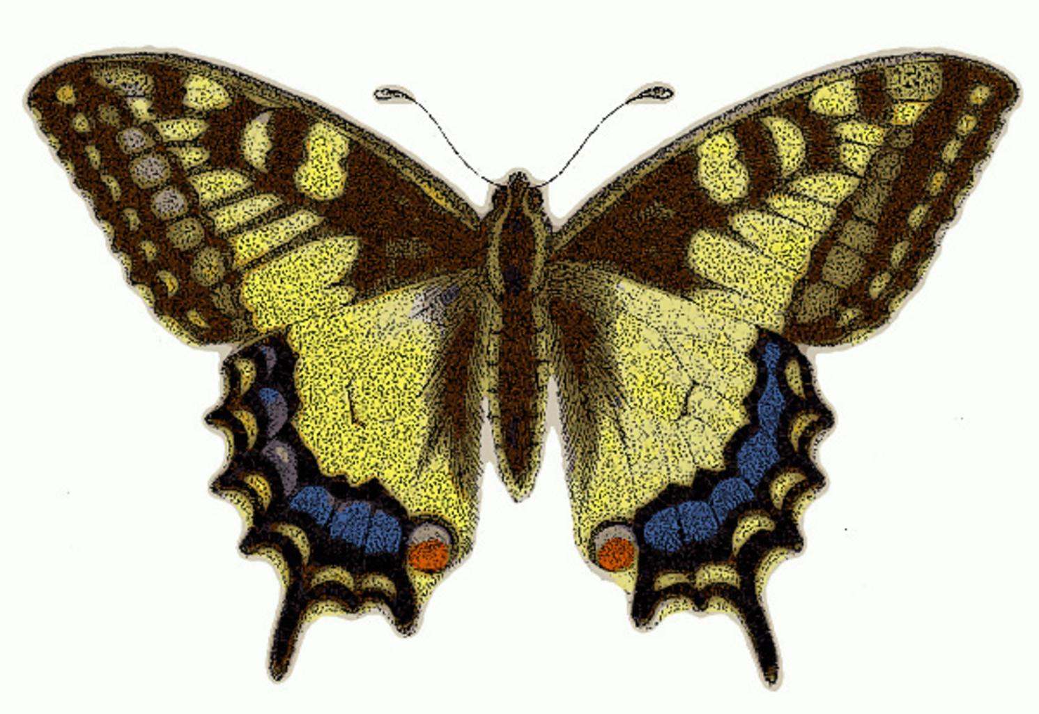 Бабочка рисунок Махаон Махаон