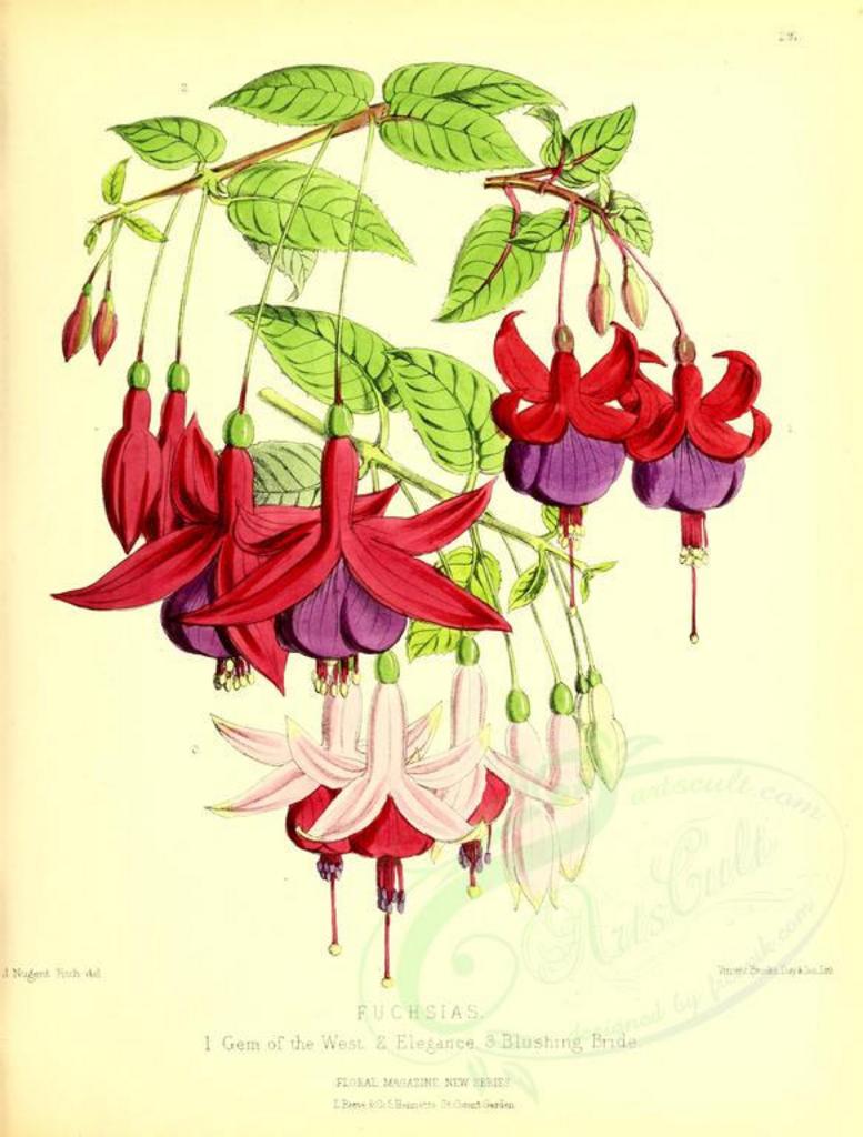 Ботаническая иллюстрация фуксия