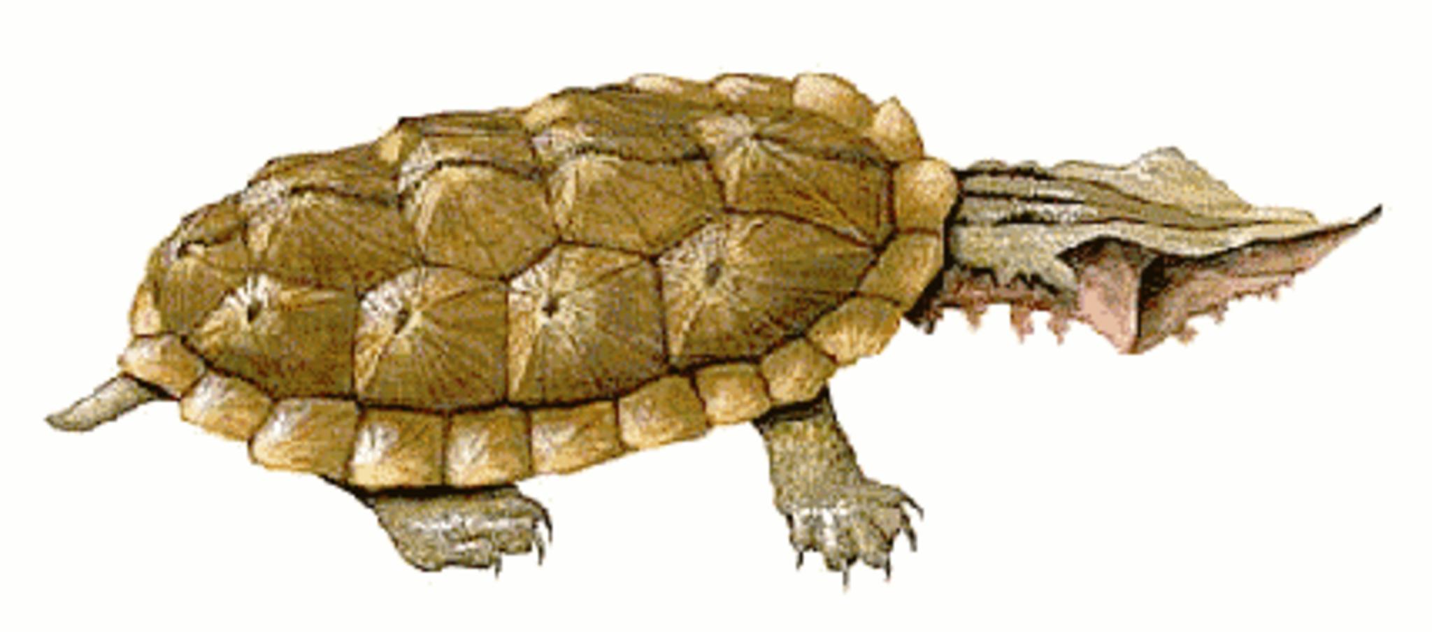 Черепаха Матамата