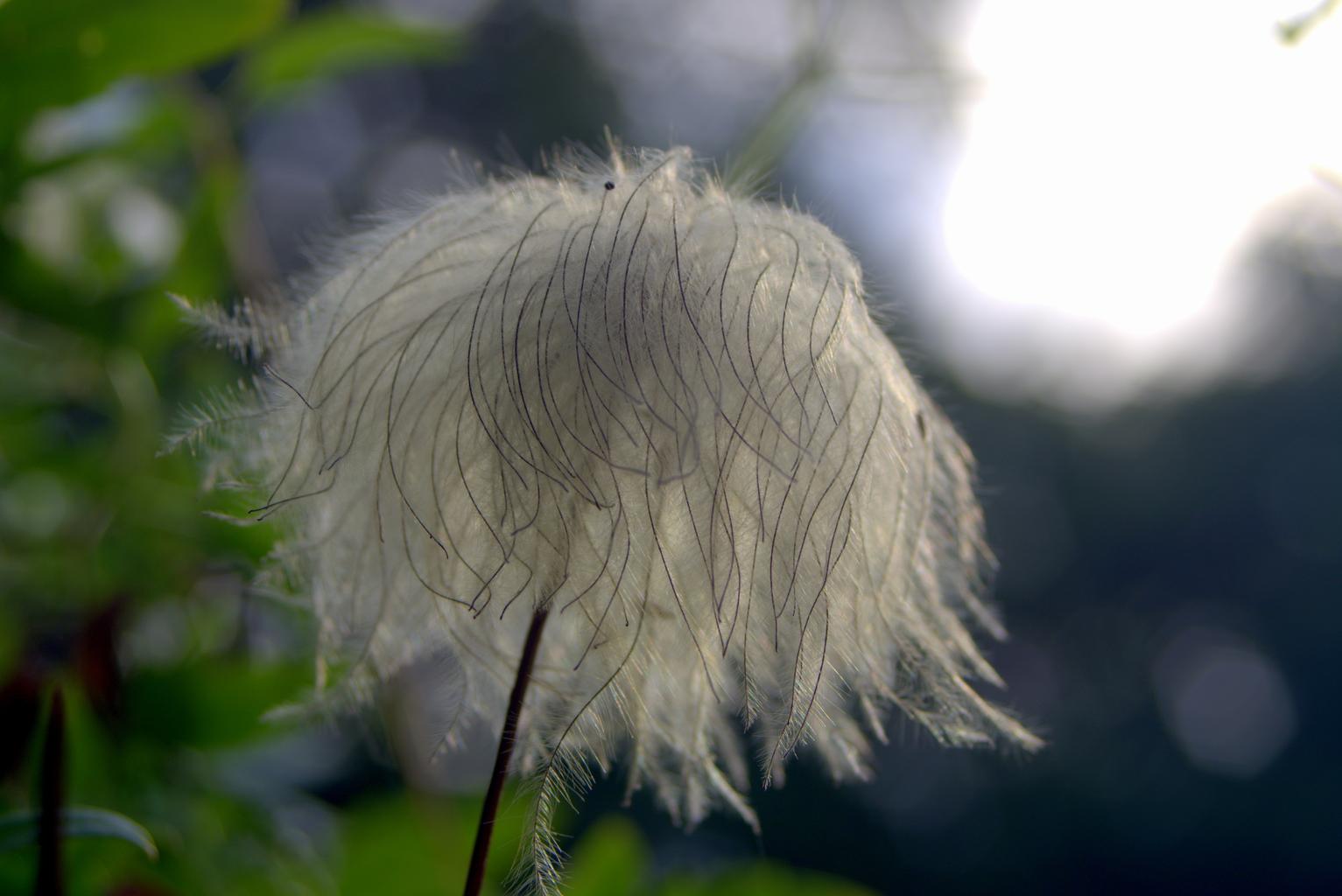 fluffy hairy flower