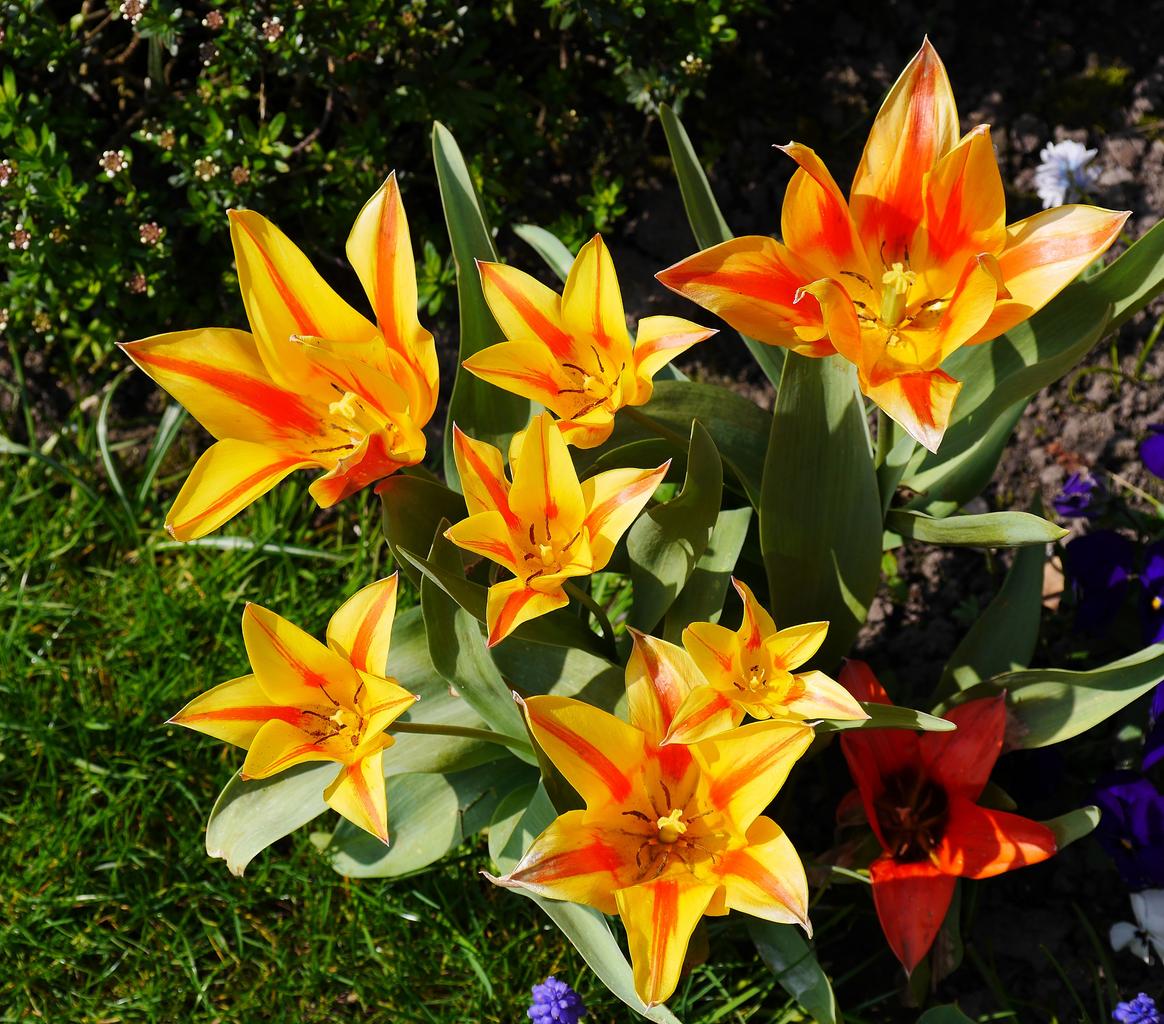 Free Images - tulips open sun sunny