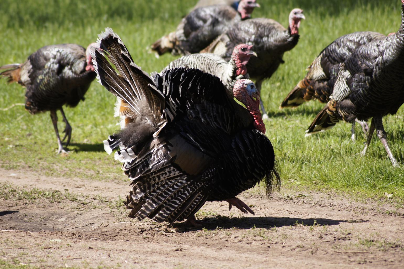hens vs toms how to pick your perfect thanksgiving bird