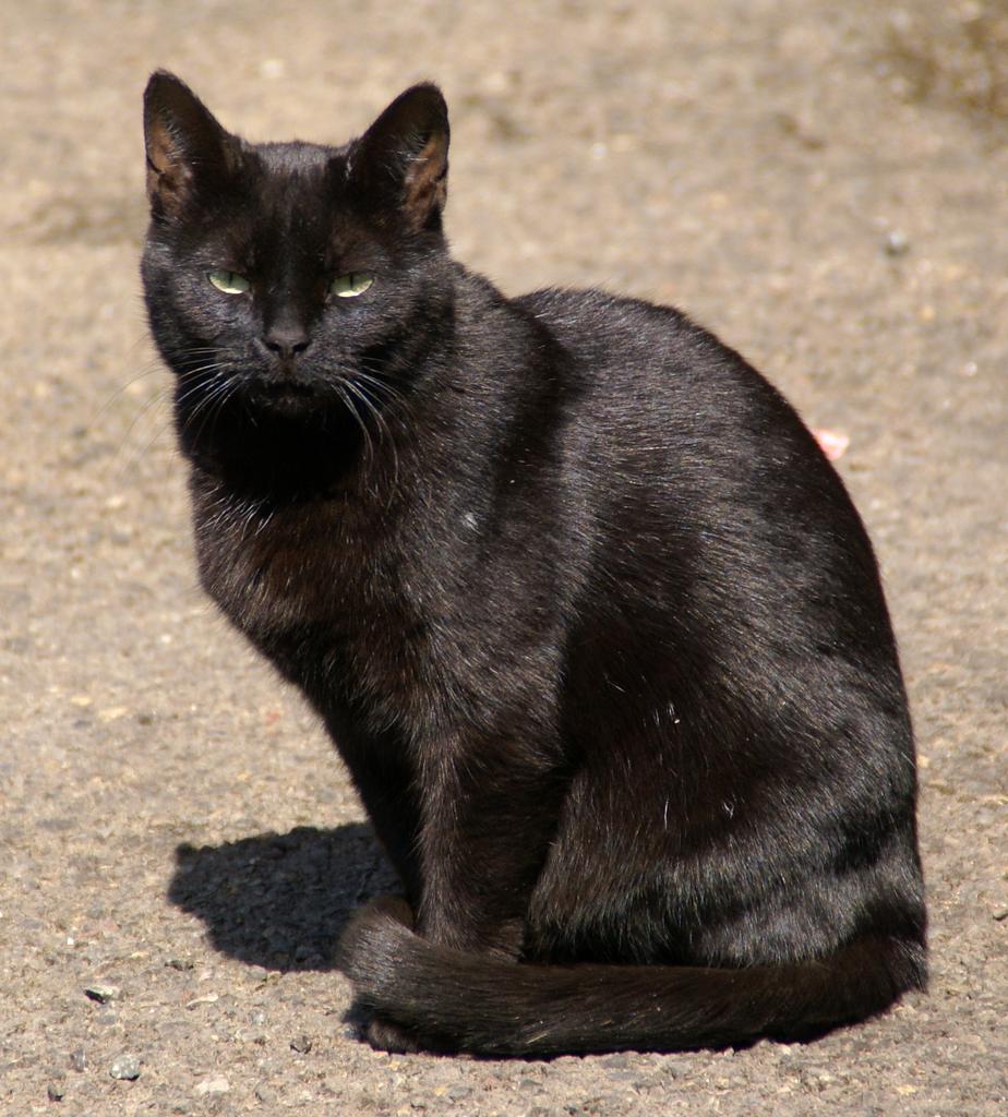 Free Images cat  black cat animal 