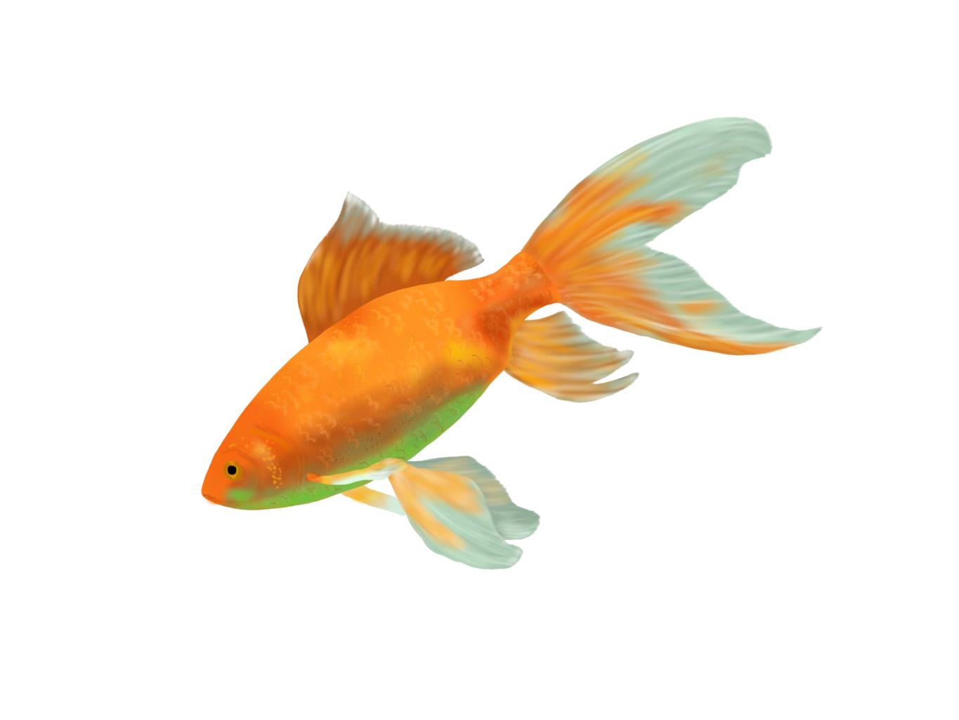 Золотая рыбка аквариумная
