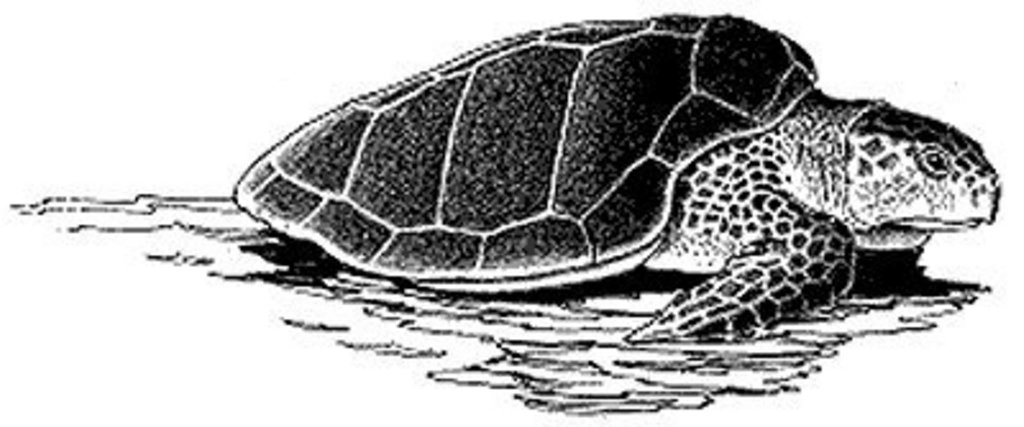 Большеголовая черепаха рисунок