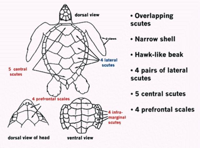 Free Images - hawksbill sea turtle diagram